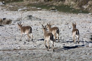 ley parques nacionales