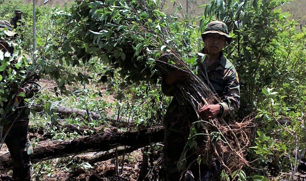 Unión Europea valora esfuerzo de Bolivia en la reducción de cultivos de hoja de&nbsp;coca