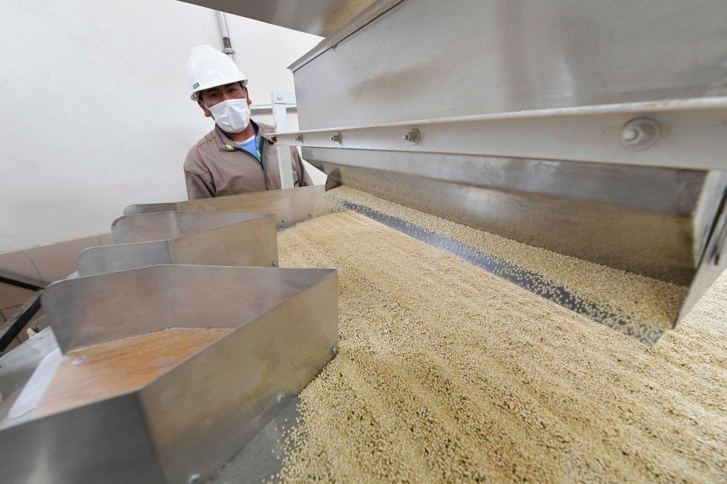Bolivia exportó quinua en 2017 por un valor superior a $us 84&nbsp;millones